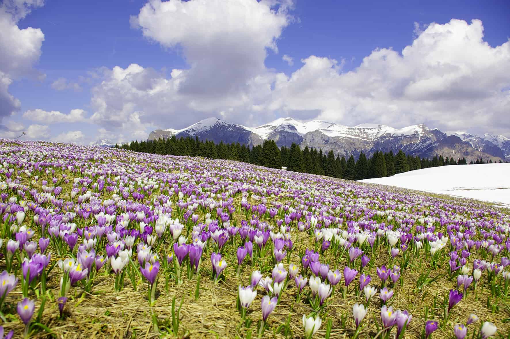 FEL Vette feltrine con Crocus da Monte Avena 2006.04.20 EC CTA CFS