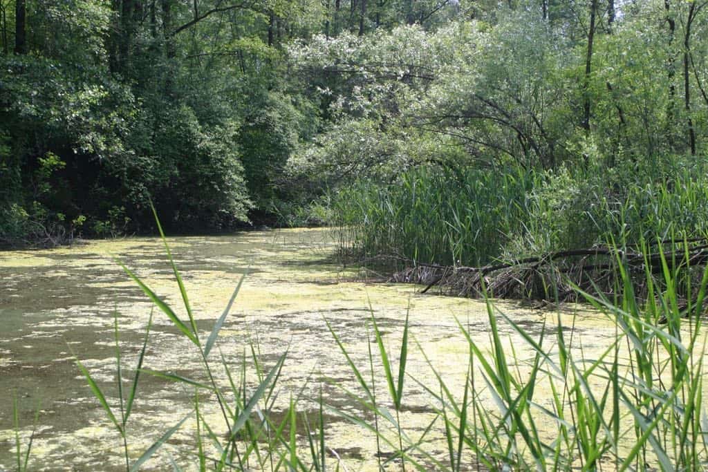 Immagine fiume Piave al Vincheto di Celarda