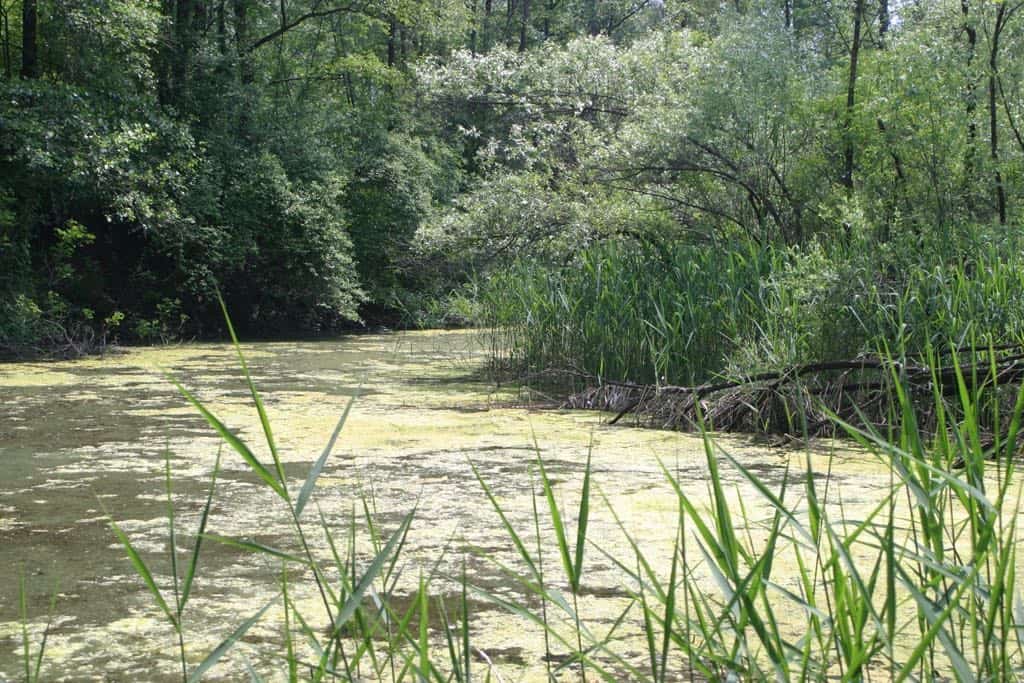 Immagine fiume Piave al Vincheto di Celarda