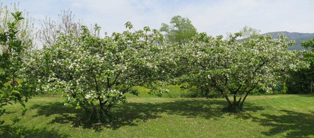 foto alberi orizzontale