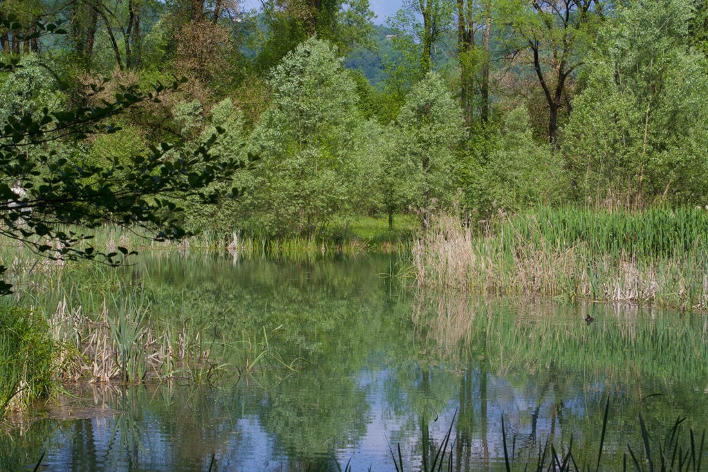 Riserva Naturale Vincheto di Celarda