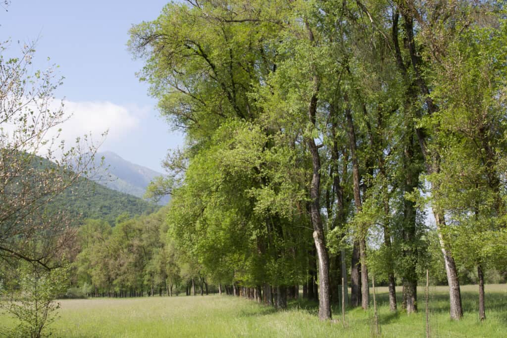 Riserva Naturale Vincheto di Celarda