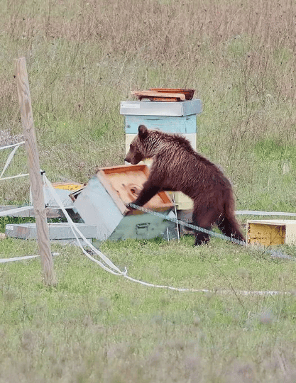 orso