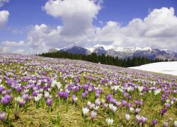 FEL Vette feltrine con Crocus da Monte Avena 2006.04.20 EC CTA CFS