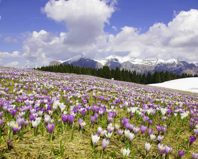 FEL Vette feltrine con Crocus da Monte Avena 2006.04.20 EC CTA CFS